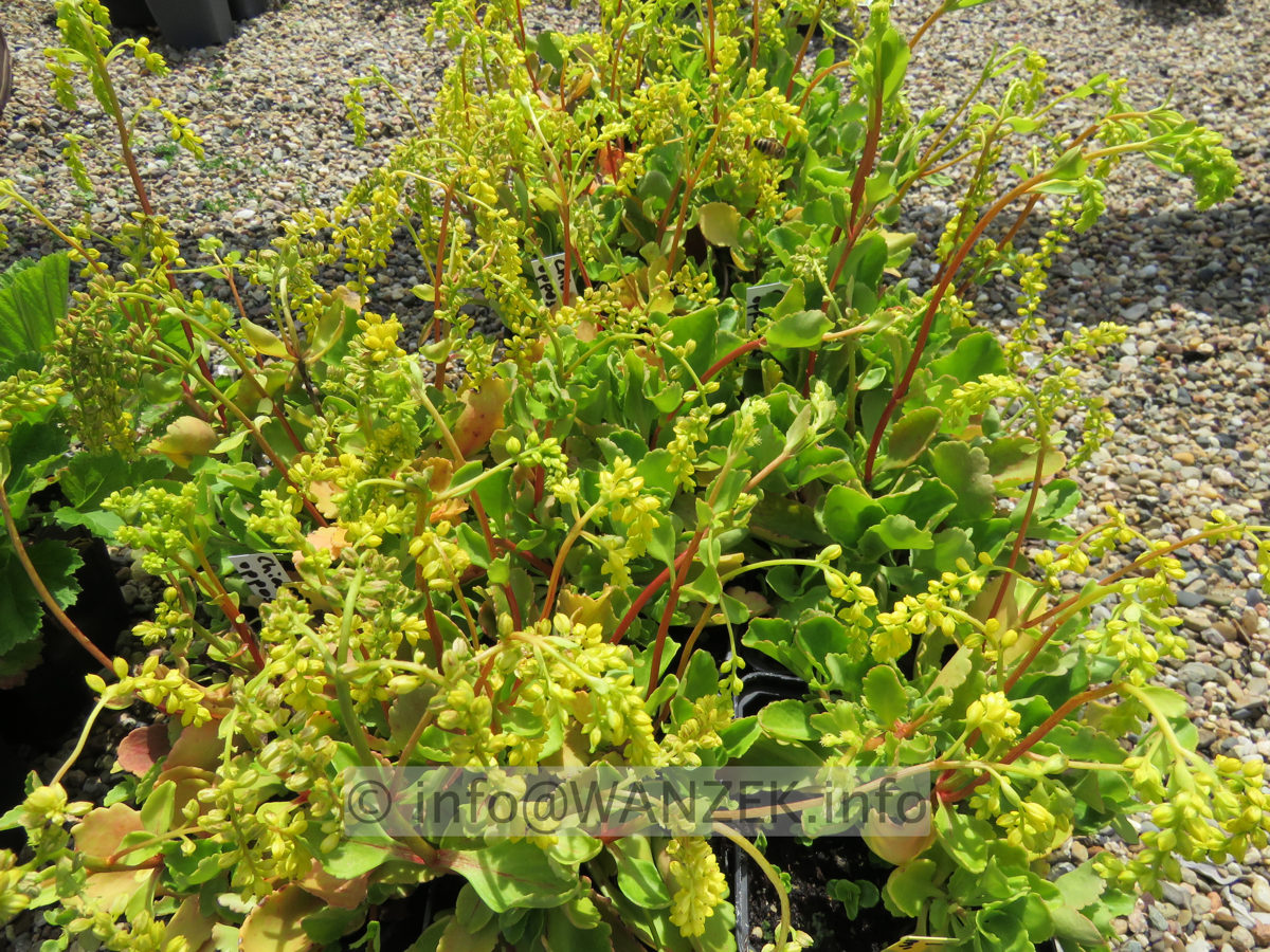 Chiastophyllum oppositifolium 01.JPG